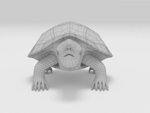 Turtle reptile pets 3D Model