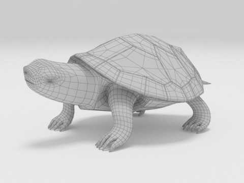 Turtle reptile pets 3D 模型