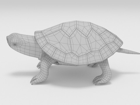Turtle reptile pets 3D 模型