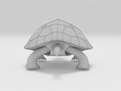 Turtle reptile pets 3D 模型
