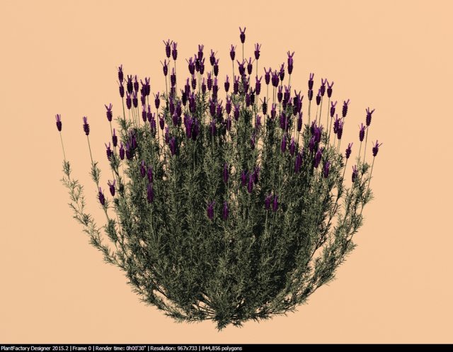 spanish lavender lavandula stoechas Model 3D .c4d .max .obj .3ds .fbx .stl .blend 