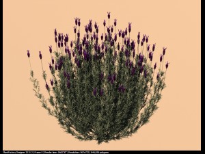 spanish lavender lavandula stoechas 3D 모델