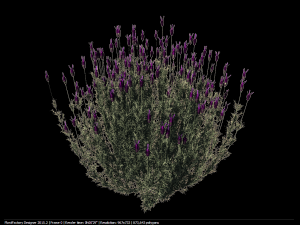 spanish lavender lavandula stoechas Model 3D