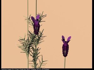 spanish lavender lavandula stoechas Model 3D
