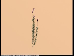 spanish lavender lavandula stoechas Model 3D