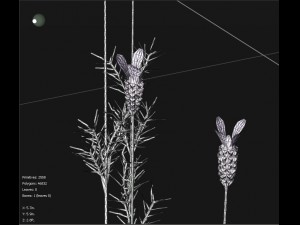 spanish lavender lavandula stoechas Model 3D