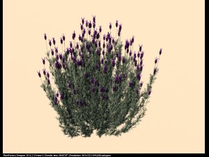 spanish lavender lavandula stoechas Model 3D