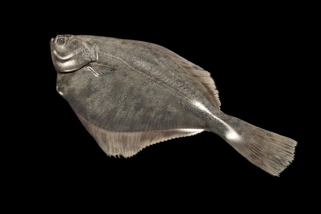 fish 3D 모델 .c4d .max .obj .3ds .fbx .stl .blend 