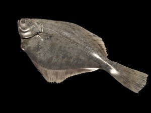 fish 3D Model