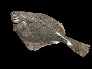 ikan Model 3D