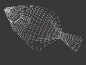 fish 3D 모델