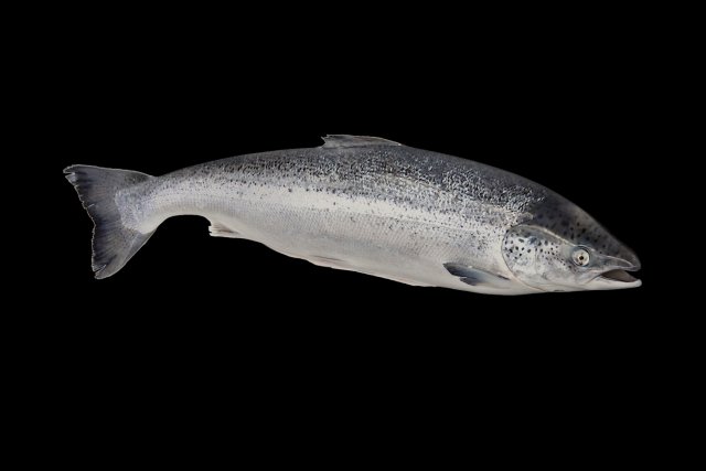 fish 3D Model .c4d .max .obj .3ds .fbx .stl .blend 