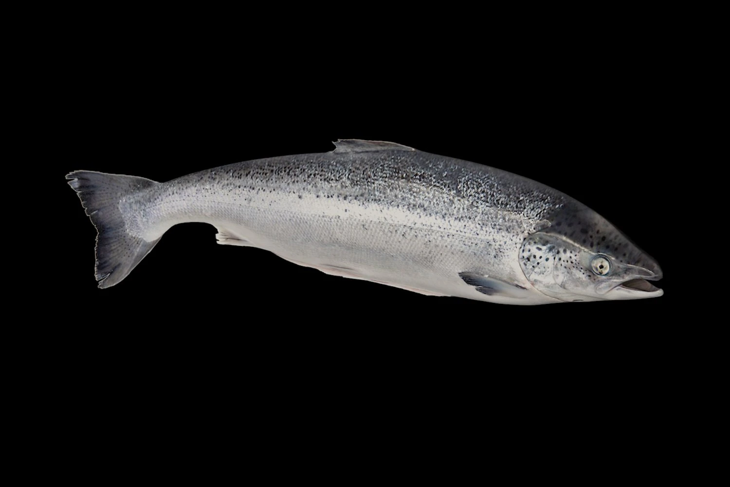 fish 3D Model .c4d .max .obj .3ds .fbx .stl .blend