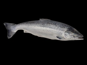 fish 3Dモデル