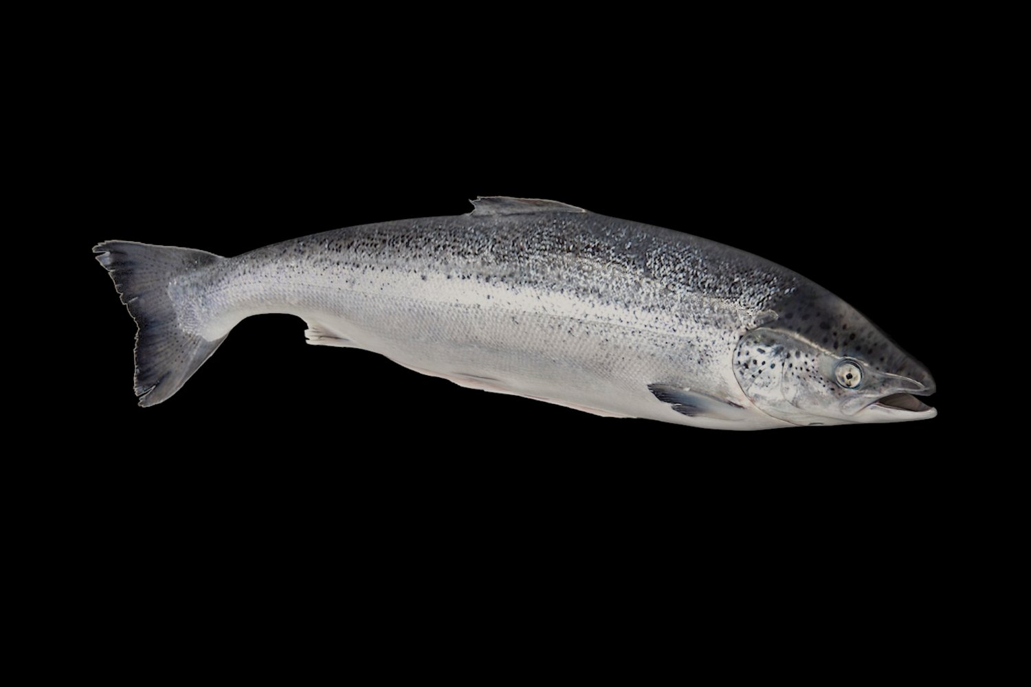 Fish 3d Model In Fish 3dexport