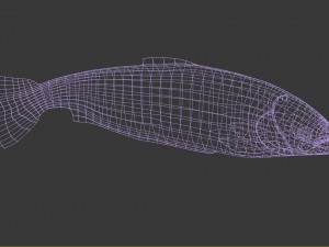 fish 3D Model