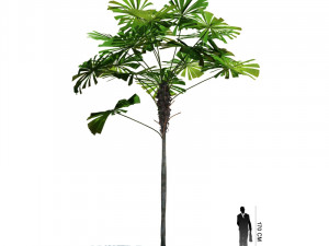 archmodels vol 61 Trees Low-poly and more 3D Model
