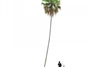 archmodels vol 61 Trees Low-poly and more 3D Model