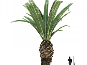 archmodels vol 61 Trees Low-poly and more 3D Model