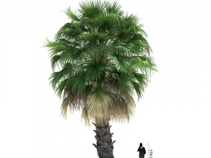 archmodels vol 61 Trees Low-poly and more 3D Model