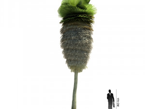 archmodels vol 61 Trees Low-poly and more 3D Model