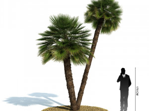 archmodels vol 61 Trees Low-poly and more 3D Model