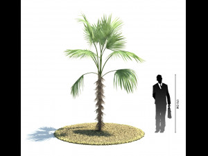 archmodels vol 61 Trees Low-poly and more 3D Model
