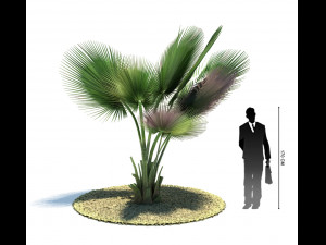 archmodels vol 61 Trees Low-poly and more 3D Model