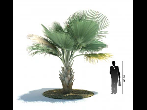 archmodels vol 61 Trees Low-poly and more 3D Model