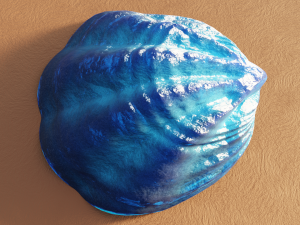 Fan Sea Shell Model 3D