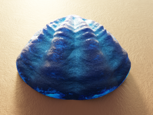 Fan Sea Shell Model 3D