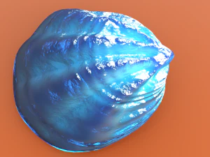 Fan Sea Shell 3D Model