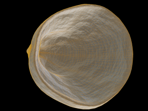 Fan Sea Shell Model 3D