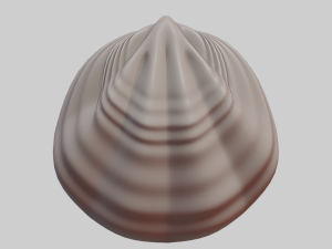 Fan Sea Shell Model 3D