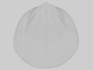 Fan Sea Shell Model 3D