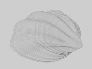 Fan Sea Shell Model 3D