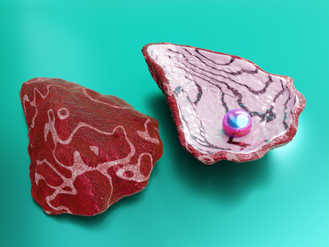 Oyster Shell Vol 4 3D Model