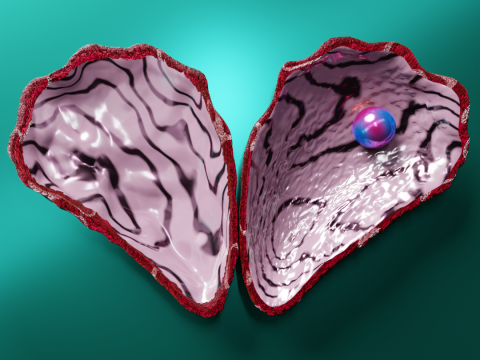 Oyster Shell Vol 4 3D Model