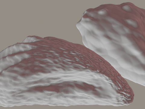 Oyster Shell Vol 4 3D Model