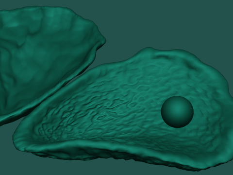 Oyster Shell Vol 4 3D Model