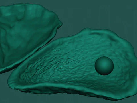 Oyster Shell Vol 4 3D Model