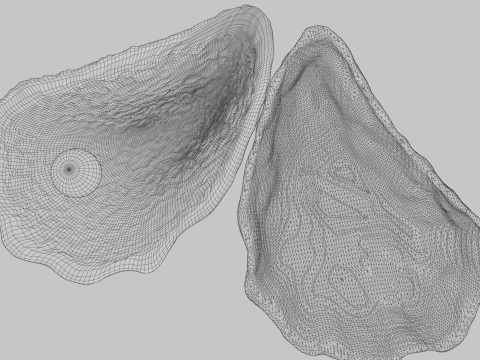 Oyster Shell Vol 4 3D Model