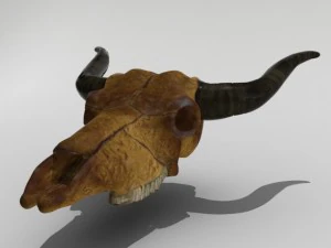 牛の頭蓋骨 3Dモデル