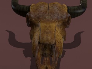cow skull 3D Модель