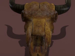 cow skull 3D Model