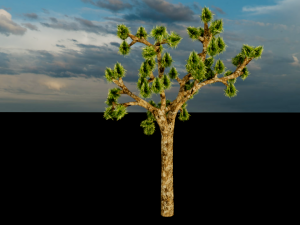 joshua tree 3D-Modell
