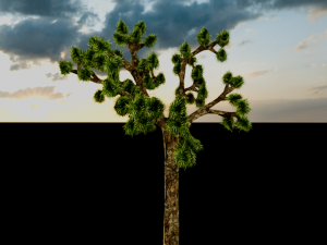 joshua tree Modelo 3D