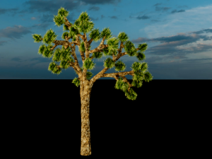 joshua tree Modelo 3D