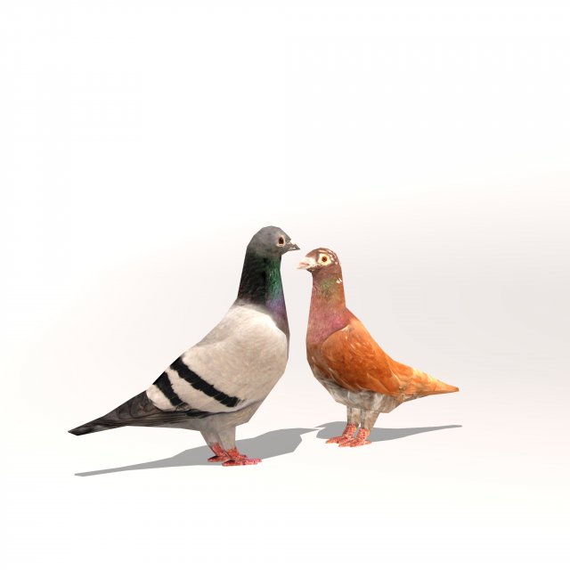 two pigeons Modèle 3D .c4d .max .obj .3ds .fbx .stl .blend 