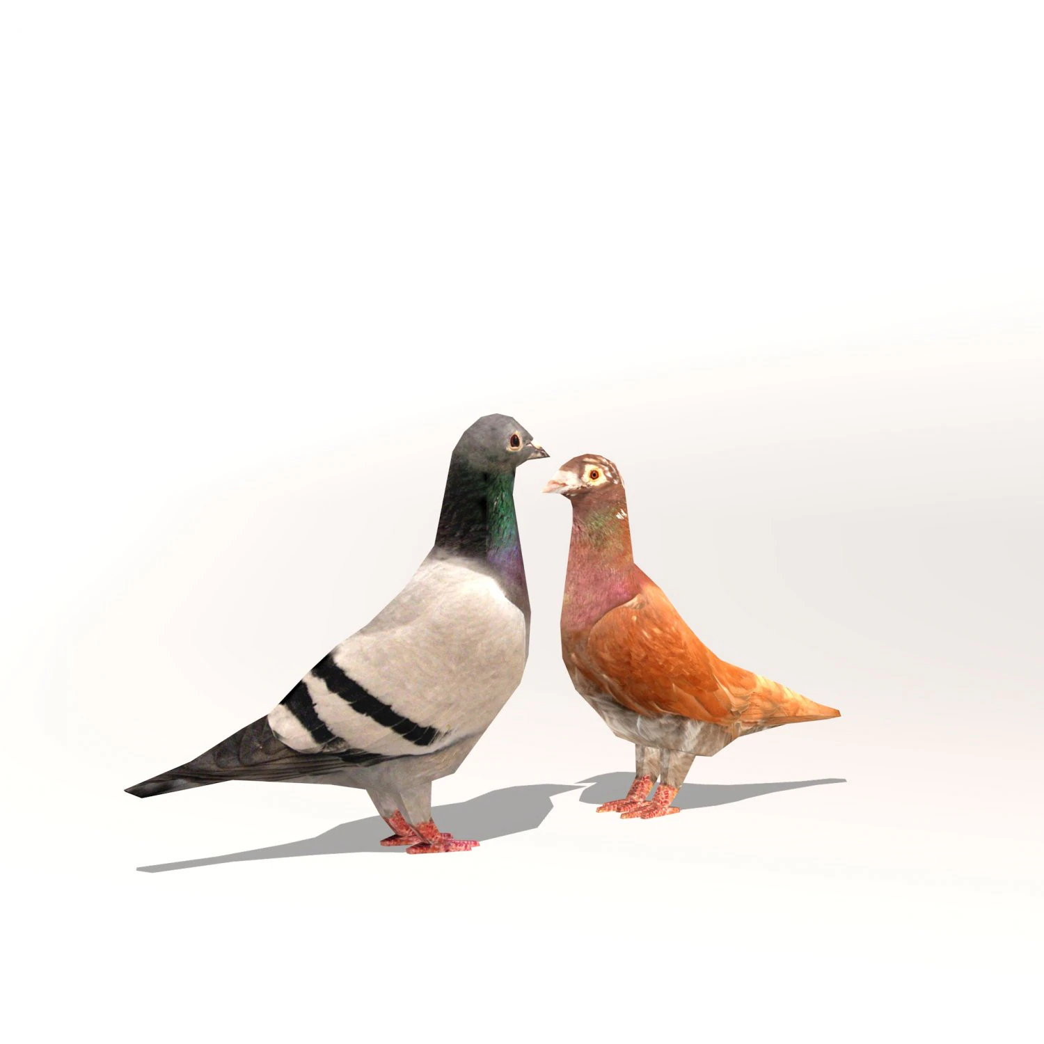two pigeons 3D Model .c4d .max .obj .3ds .fbx .stl .blend 